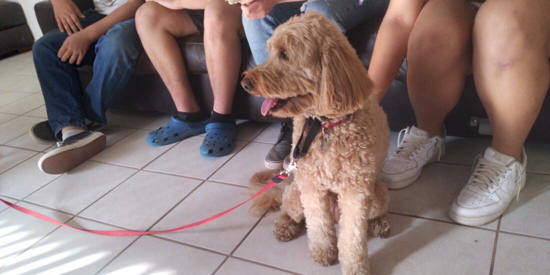 Therapy Dog Team-Up: An Unexpected Connection Brings Double the Love 